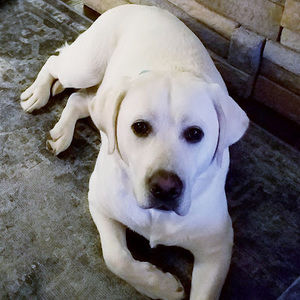 Meet your Posher, Ami